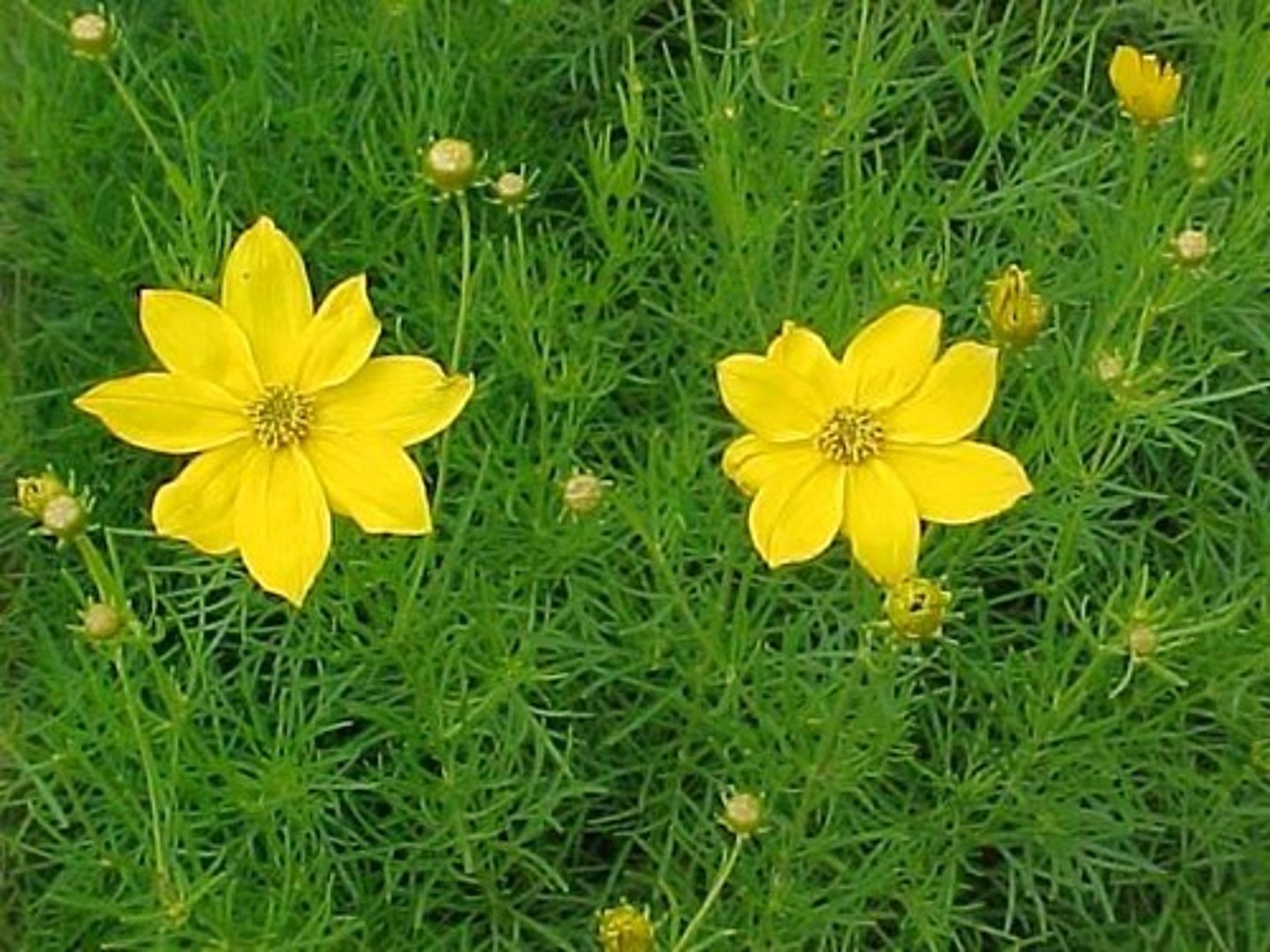 <p>upright spreading clump; single row;</p><p>leaves: finely divided; triparted foliage; compound; foliage makes V; soft; dainty</p>