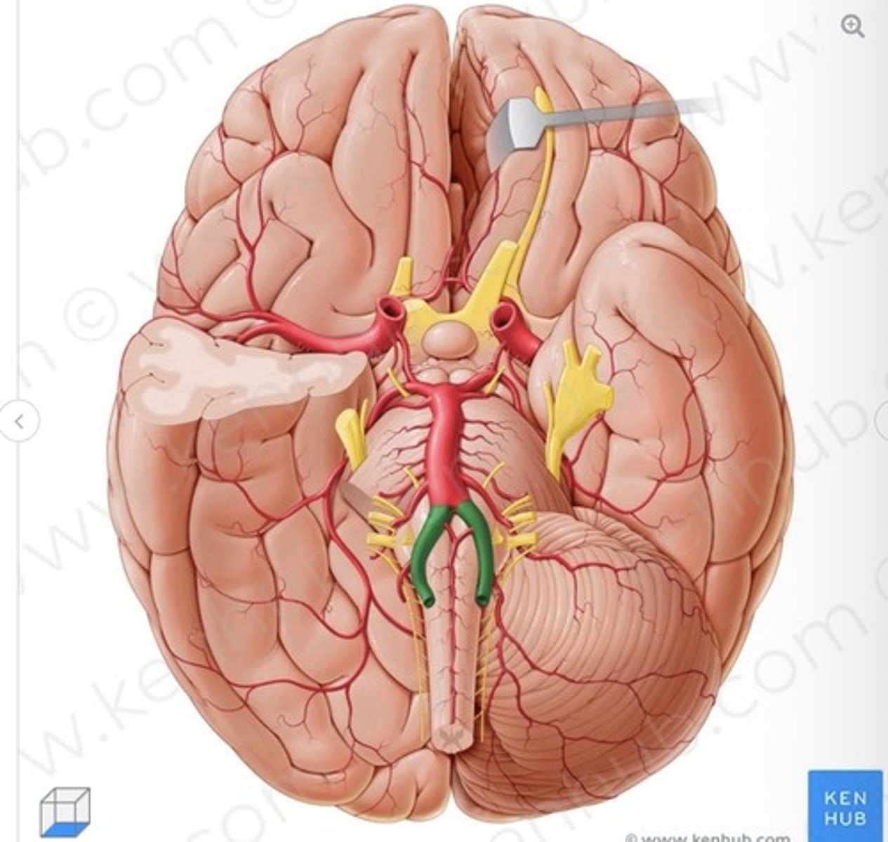 knowt flashcard image