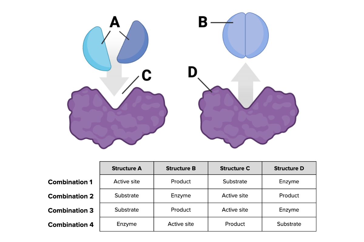 <p><span>Which combination of terms (1 through 4) in the table provided accurately describes each structure shown in the figure? The terms are as follows: active site, enzyme, product, and substrate.</span></p>
