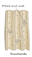 <p>long cells tapered at both ends, contains pits, only found in conifers, contains lignin</p>