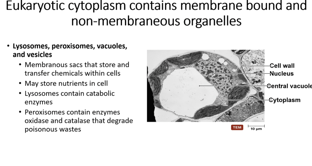 golgi body 