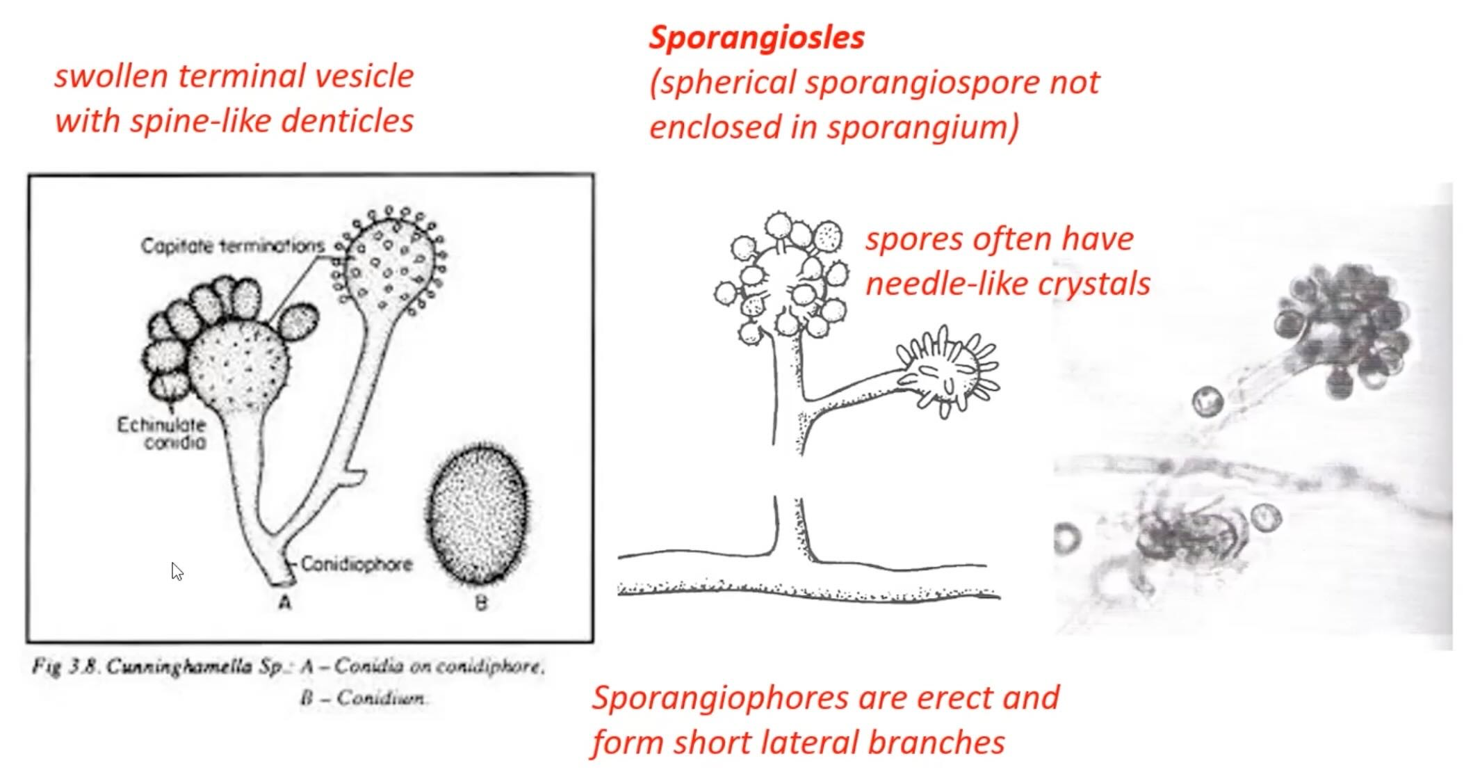 Does not contain a sporangium, but rather terminal vesicles with SPORANGIOSLES that contain spherical sporangiospores

Sporangiosles often have needle-like projections

Sporangiophores erect and form short, lateral branches 

Swollen terminal vesicle instead of sporangium with spine-like denticles... these terminal vesicles contain the sporangiosles 
