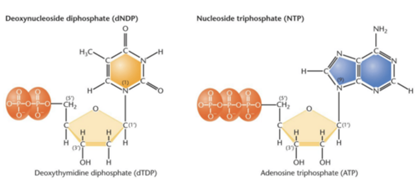 <p>serve as precursor molecule during nucleic acid synthesis</p>