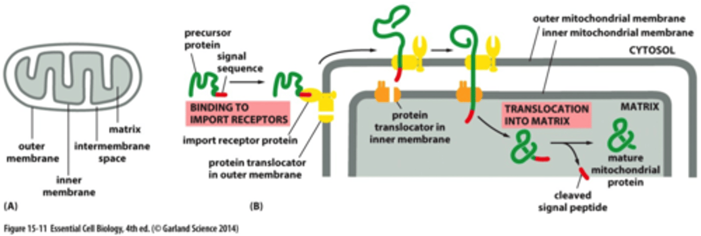 <p>via protein translocators</p>