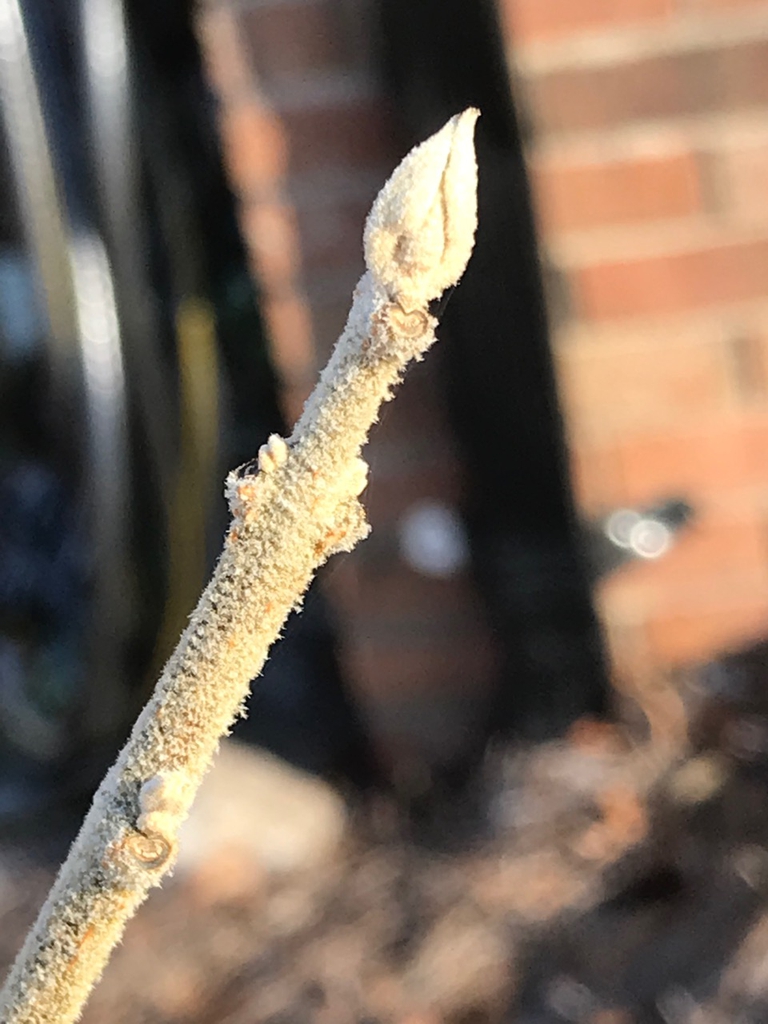 <p>shrub, opposite, purple round berries circle stem, dusty twigs, soft big rounded heard shaped leaves, pubescent buds small with no scales</p>