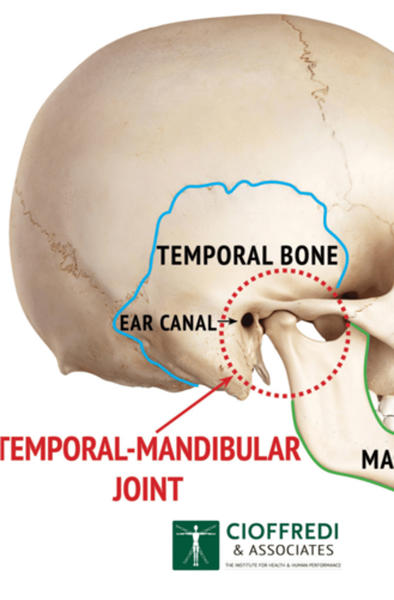 <p>Hinge action to open and close jaws</p><p>Gliding action for protrusion and retraction</p><p>Gliding for side-to-side movement of lower jaw</p>