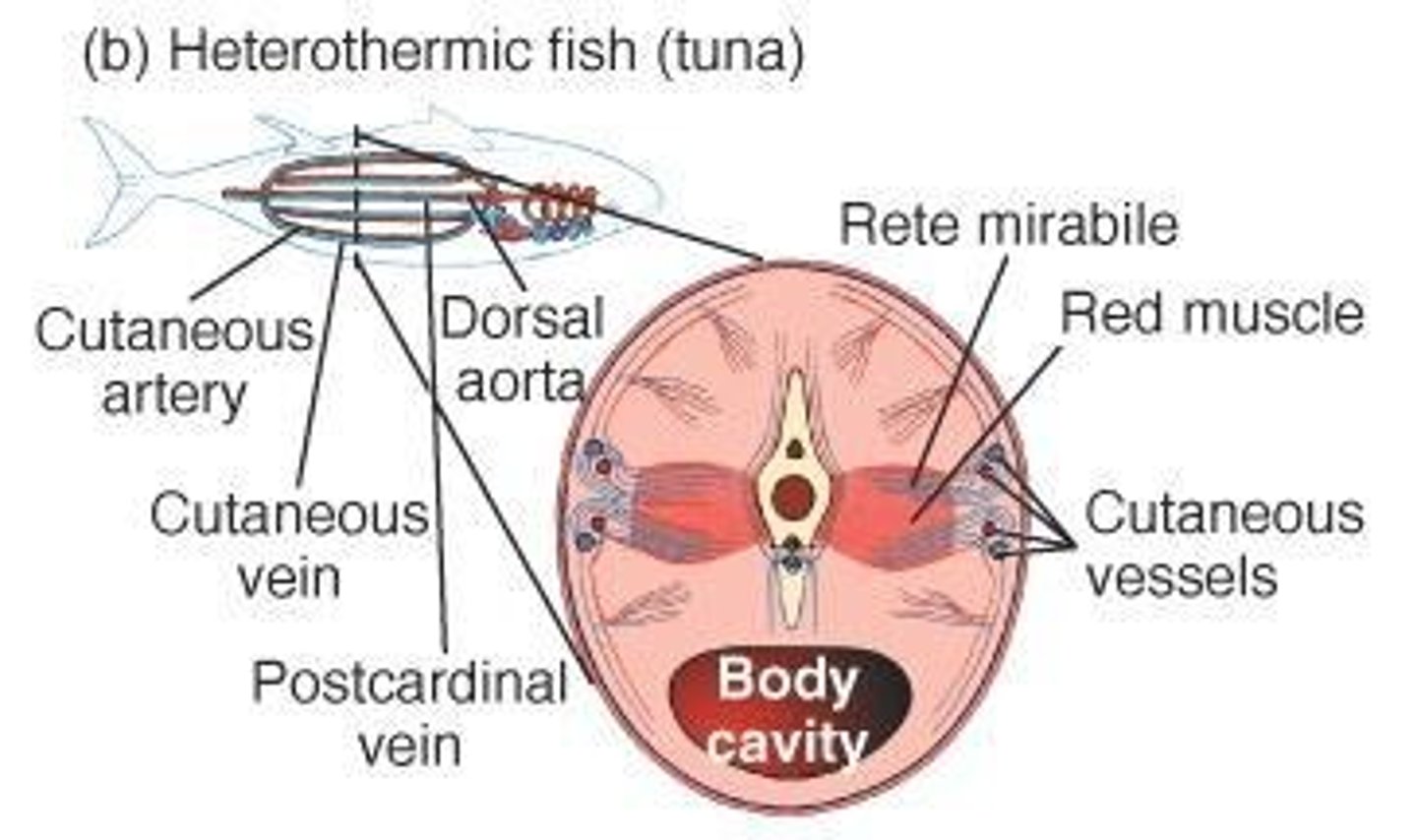 <p>It acts as a countercurrent heat exchanger to retain metabolic heat in the swimming muscles.</p>