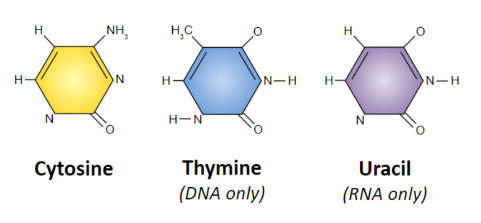 cytosine, thymine &
uracil

heterocyclic aromatic organic
compound containing 2 nitrogen atoms and only one
carbon ring.