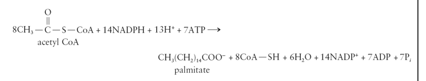 <ul><li><p>Occurs by a series of reactions that are catalyzed by <strong>fatty acid synthetase system</strong></p><ul><li><p>Made up of six enzymes and acyl carrier protein (ACP)</p></li></ul></li><li><p>After synthesis, the fatty acids are incorporated into triglycerides and stored in fat in adipose tissues</p></li><li><p>Some plants and bacteria possess enzymes to convert fats to carbs as part of their normal metabolism</p></li></ul><p></p>