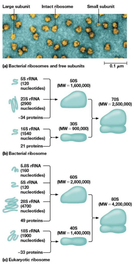 <p>built from dissociable subunits, the large and small subunits</p>