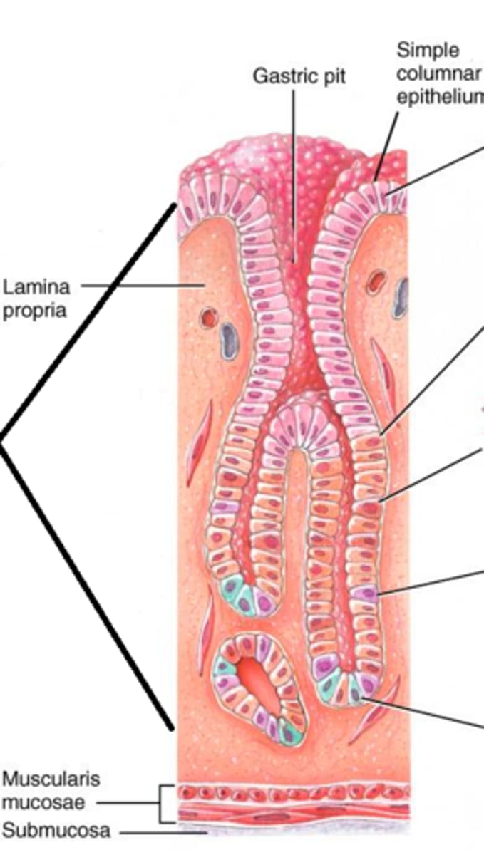 <p>additional indentations after 1st</p><p>stomach-specific</p>