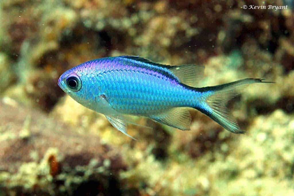 <p>deep blue, small black stripe on top</p>