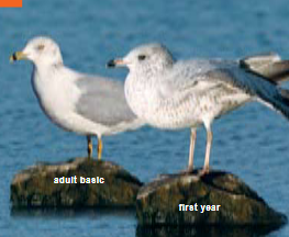 <p><span><span>Larus delawarensis </span></span></p>