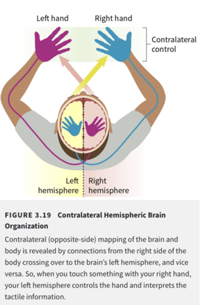 <p>The arrangement whereby each hemisphere is mainly responsible for the information of the opposite side of the body.</p>