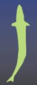 <p>name the fish body form</p>