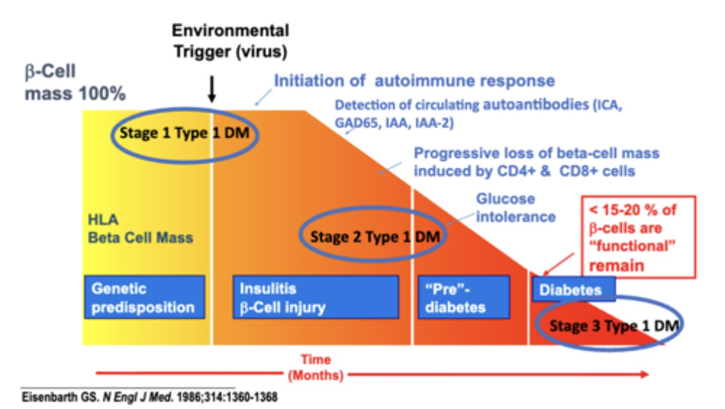 <p>Stage 1 – Initiation of autoimmune response</p><p>- Environmental Trigger (virus)</p><p>- Detection of circulating autoantibodies (ICA, GAD65, IAA, IAA-2)</p><p>- Progressive loss of beta-cell mass induced by CD4+ &amp; CD8+ cells</p><p>Stage 2 – persistent autoimmune response</p><p>- Glucose intolerance</p><p>Stage 3 – decreased β-cells </p><p>- clinical presentation of T1DM</p><p>- < 15-20 % of β-cells are “functional” remain</p><p>- Hyperglycemia</p><p>- Symptoms</p><p>- Insulin initiation</p><p>- Diabetes by standard criteria</p>