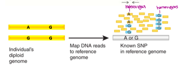 <ol><li><p>Use illumina sequencing</p></li><li><p>sequence is compared to a reference genome and aligned based on similarities. If homo- all reads will be the same, if hetero- reads will be 50% one nucleotide and 50% another</p></li></ol><p></p>