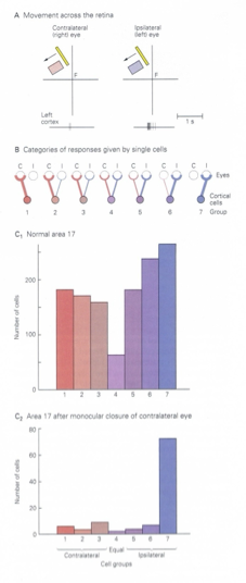 <ul><li><p>divided OD columns into 7 groups</p></li><li><p>1-7 contralateral → ipsilateral</p></li></ul><p>experiment: sutured one eye shut at birth, raised monkey to 6 months, removed sutures and tested deprived animal’s visual responses</p><ul><li><p>V1 cells only driven by non-deprived eye</p></li><li><p><strong>monocular deprivation</strong> from birth-6 weeks in monkey, 12-13 weeks in cat → no binocular interactions</p><ul><li><p>after this critical period, no effect of monocular deprivation </p></li></ul></li></ul><p></p>