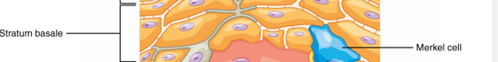 <ul><li><p>Merkel Cells</p></li><li><p>Few in number</p></li><li><p>Sensitive to touch </p><ul><li><p>When compressed, release chemicals, stimulate sensory nerve endings. </p></li></ul></li></ul><p></p>