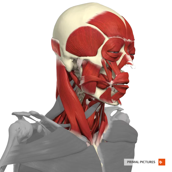 <p>The __________ is a large muscle located in the neck that runs from the sternum and clavicle to the mastoid process of the skull. </p><p>-rotation of the head</p><p>- lexion of the neck.</p>