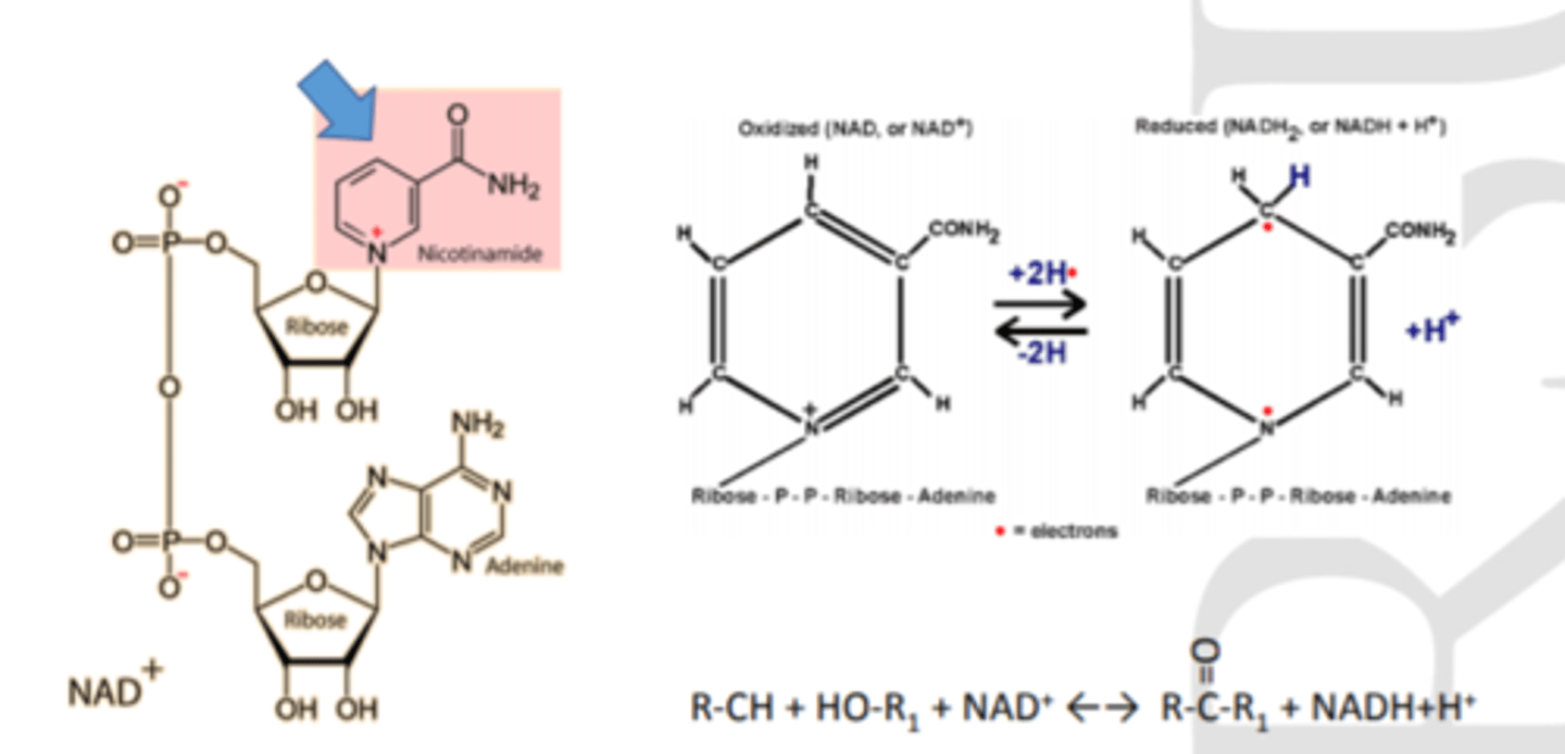 <p>= adenīns + nukleotīds, kur N bāzes vietā ir nikotīnamīds</p><p>nikotīnamīda heterocikls ir ar pozitīvu lādiņu</p><p>NAD+ = oxidētā forma</p><p>NADH+ H+ = reducētā forma (piesaista 2 protonus, 2 elektronus)</p>