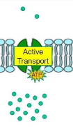 <p>moving molecules across cell membrane against concentration gradient using energy, typically in the form of ATP. </p>