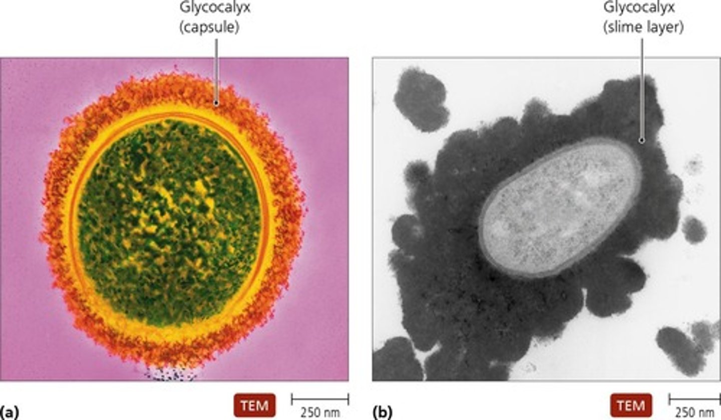 <p>A gelatinous, sticky substance surrounding the outside of the bacterial cell, composed of polysaccharides, polypeptides, or both.</p>