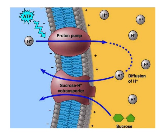 <ul><li><p>secondary active transport</p></li><li><p>The proton pump pumps h+ across a membrane to establish a gradient&nbsp;</p></li><li><p>A cotransporter will then pump an H+ back into the cell, carrying a long a sucrose molecule</p></li><li><p><span>The cotransport protein relies on the proton gradient created by the proton pump to function. If the pump stops, the gradient is lost and cotransport ceases.&nbsp;</span></p></li></ul><p></p>