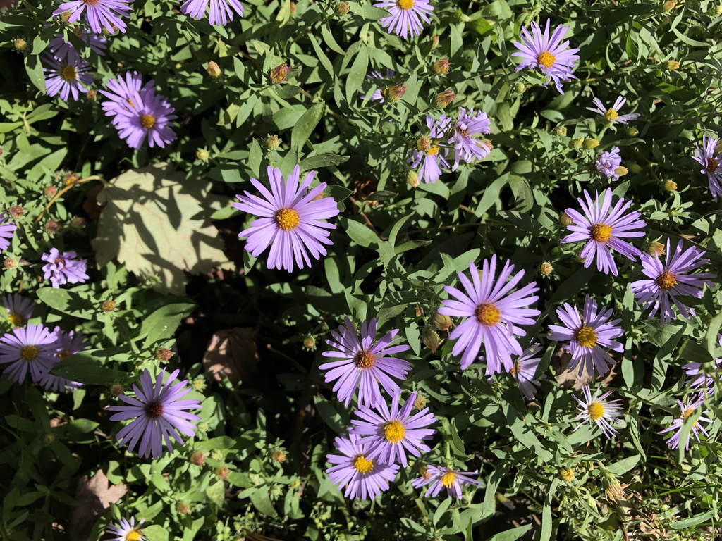 <p>aromatic aster</p>