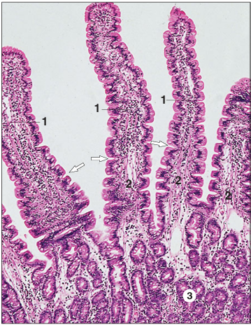 <p>Identify the structure:</p><p>Specie:</p><p>Parts:</p><p>1.__ 2.__ 3.__ </p><p>Stain used:</p>