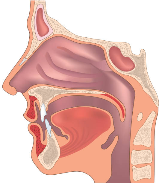 <p>Throat, the common passageway for food from the mouth and for air from the nose</p>