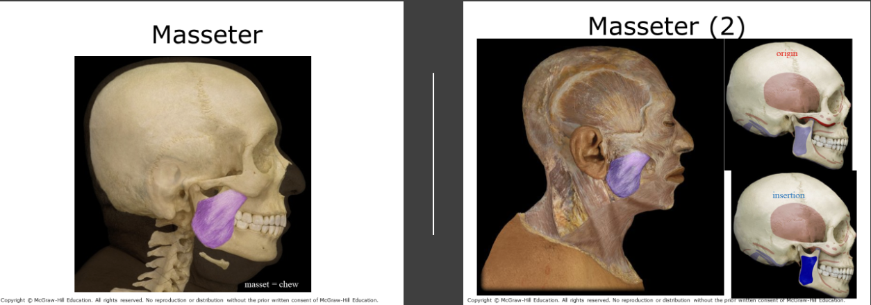 <p>On the surface of the mandible, aids in mastication</p>