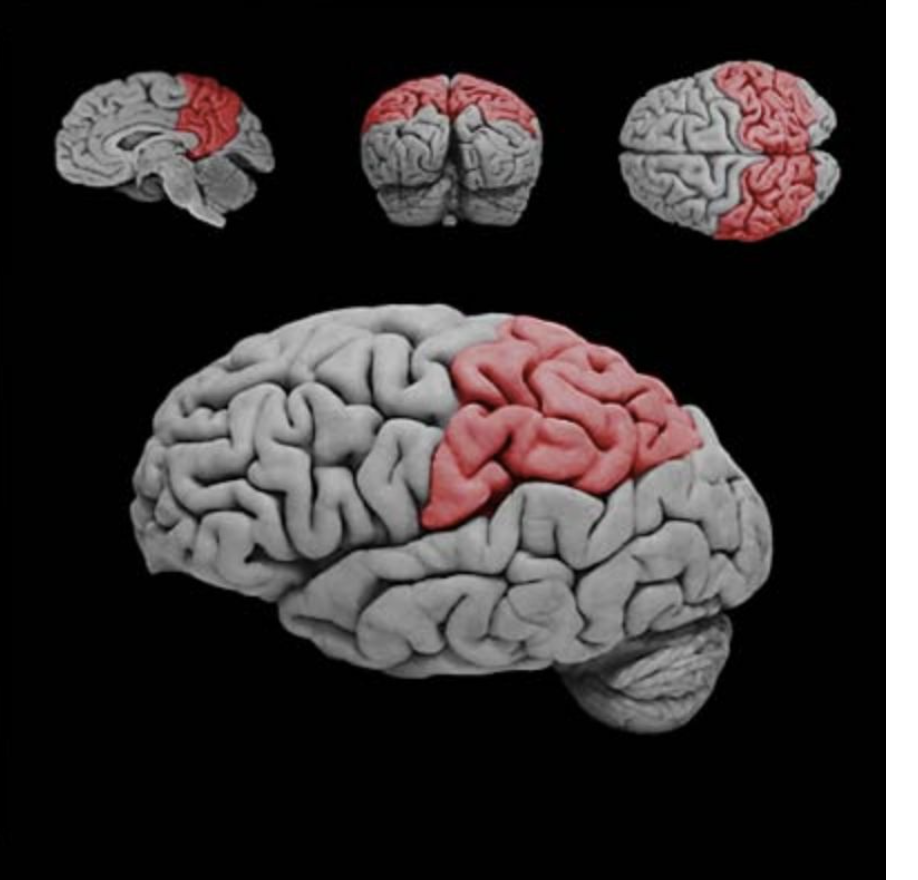 <p>Parietal lobe</p>