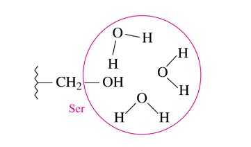 <ul><li><p>occur between external aqueous environment and the R-groups of polar amino acid residues that are pulled to the outer surface of most proteins</p></li></ul>
