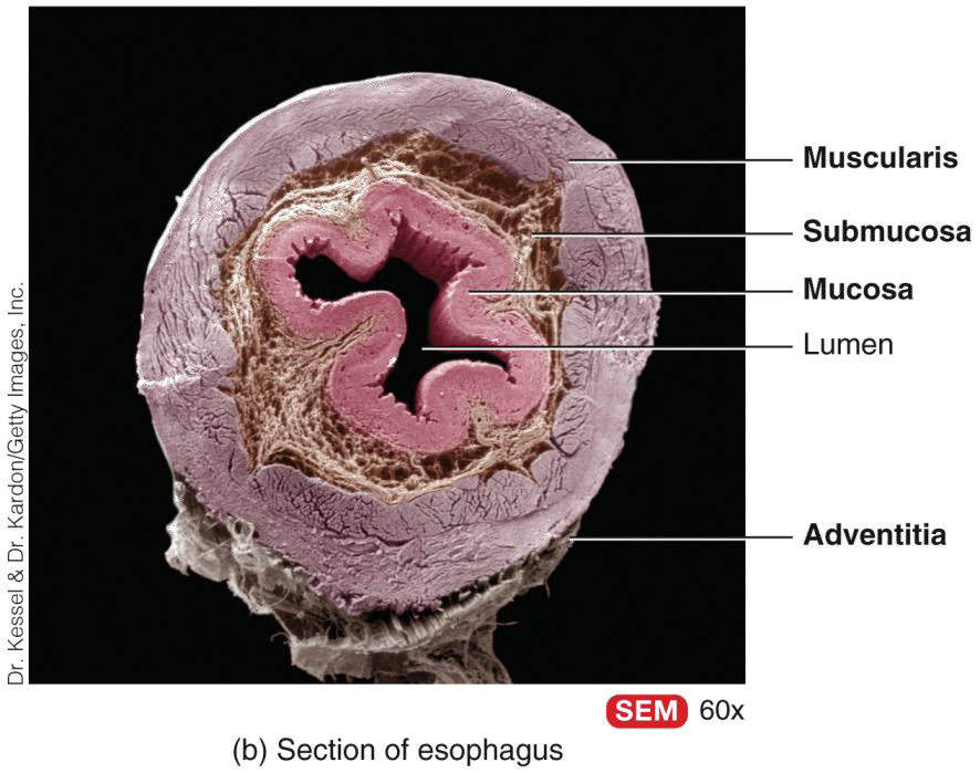 <p>ESOPHAGUS </p>