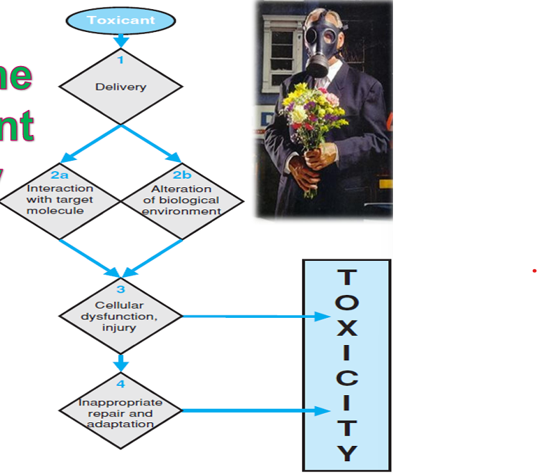 <ol><li><p>Toxicant</p></li><li><p>Delivery</p></li><li><p>Interaction with the Target</p></li><li><p>Aletration of biological environment</p></li><li><p>Cellular dysfunction injury</p></li><li><p>Inappropriate repair and adaptation</p></li></ol><p></p>