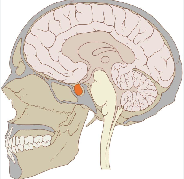 <p>pituitary gland</p>