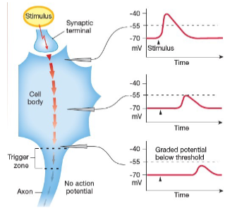 <p>Opening of ligand-gated ion channels on dendrites.</p>