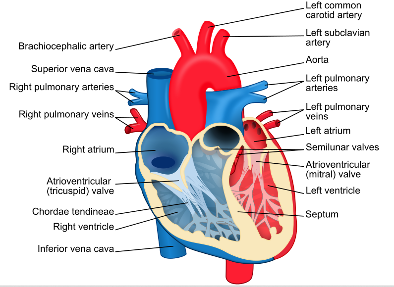 Heart Labeled