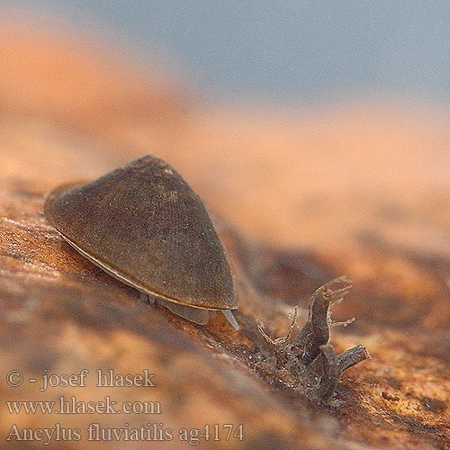 <p>Ancylus fluvialitis, ancyluskotilo</p>