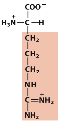 <p>Which amino acid is this?</p>