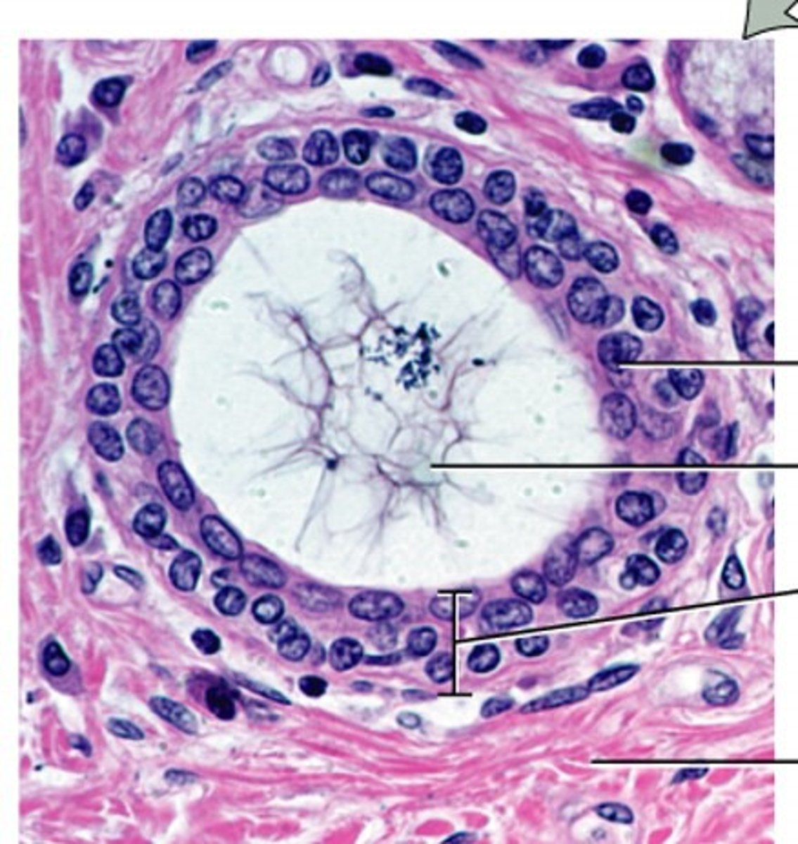 <p>multiple layers of cube shaped cells</p>