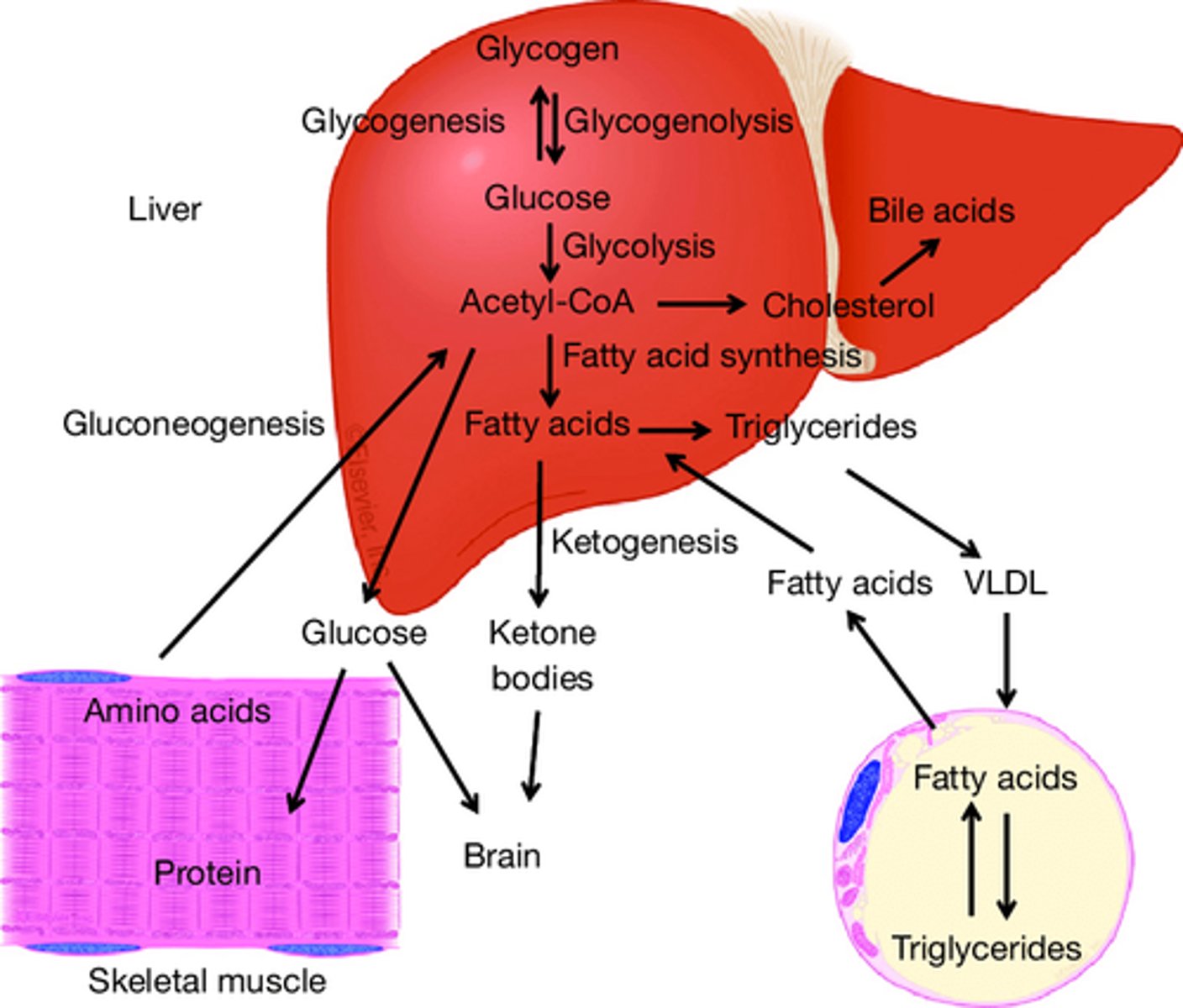<p>Metabolites are stored in the form of glycogen and triglycerides within hepatocytes.</p><p>1. glycogen</p><p>2. triglycerides</p>