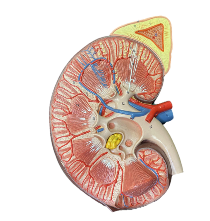 <p>Identify the renal pelvis </p>