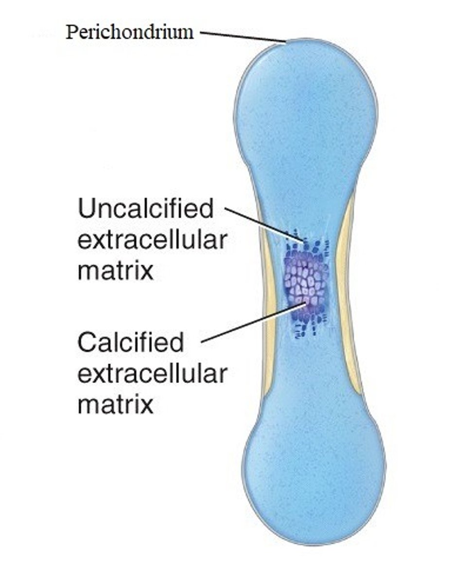 <p>cartilage in the center of the diaphysis calcifies and then develops cavities</p>