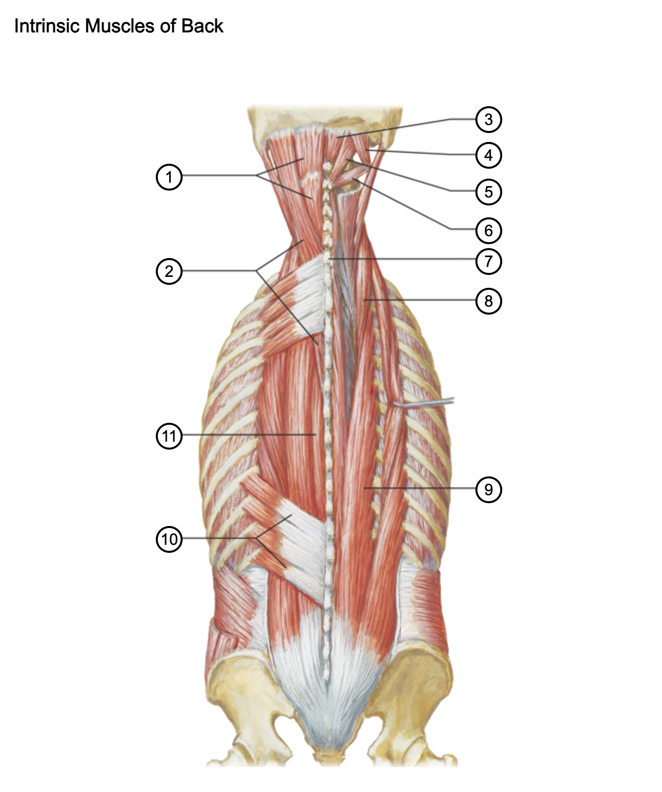 <p>11</p>