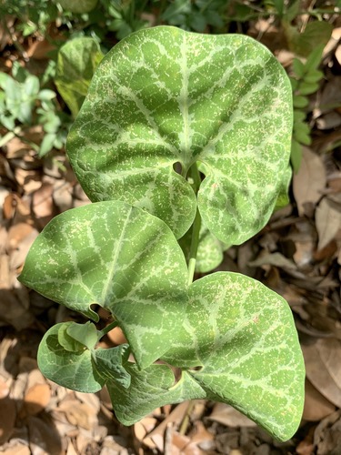 <p>Texas Dutchman&apos;s Pipe (Aristolochiaceae)</p>