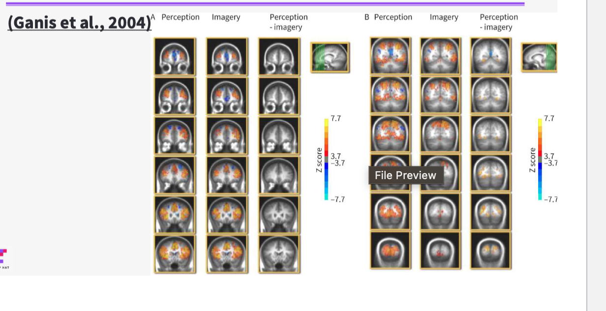 <ul><li><p>Used newer neuroimaging techniques to re-examine brain activity in imagery vs perception.</p></li><li><p><strong>Front of brain</strong> (planning, cognitive control, attention, memory) showed <strong>strong similarity</strong> for both imagery and perception tasks.</p></li><li><p>There was <strong>limited similarity in V1</strong> because imagery happens with <strong>no actual visual stimulus</strong>.</p></li><li><p><strong>Perception:</strong> stimulus hits receptor cells and travels <strong>up</strong> to early visual areas.</p></li><li><p><strong>Imagery:</strong> a <strong>re-enacted perceptual experience</strong> where the <strong>same neurons</strong> are driven <strong>from frontal brain areas</strong>, not from input at the eyes.</p></li></ul><p></p>
