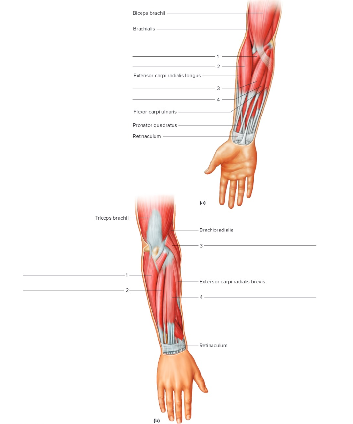 <p>Label the following: Anterior and Posterior forearm </p>