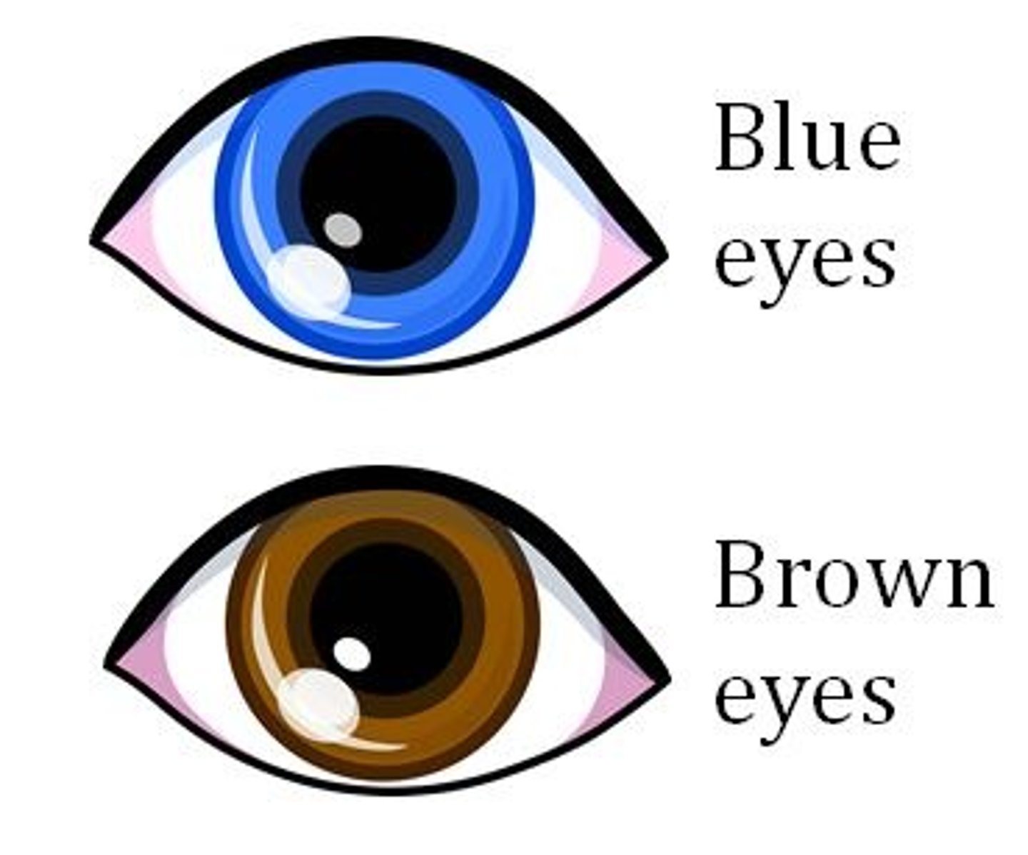 <p>An organism's physical characteristics, or visible traits</p>